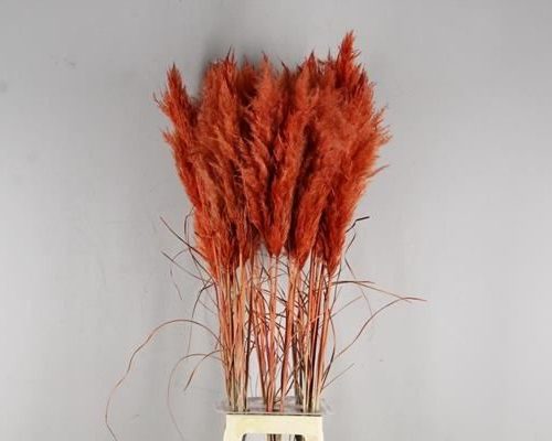 Df Pampas Paint Red - Decoratiemateriaal (h%)