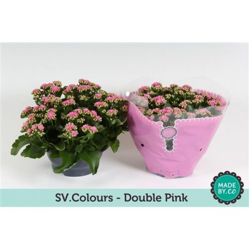 Kalanchoe rosalina roze