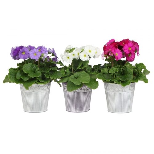 Primula obconica touch me mix 7220