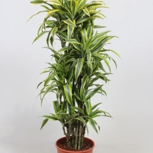 Dracaena fragr. der. lemon lime