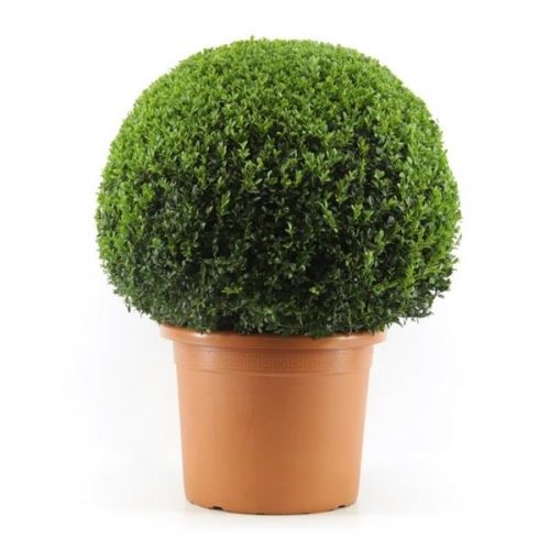 Buxus sempervirens