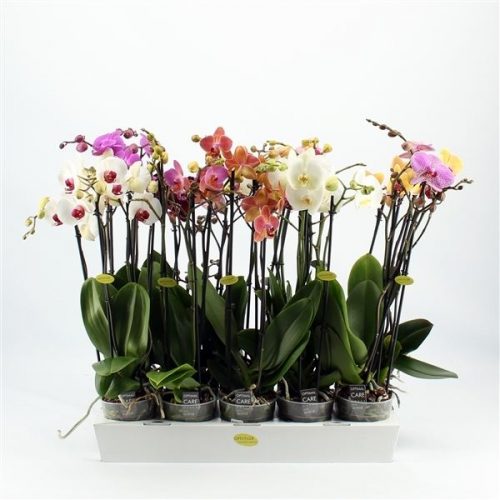 Phalaenopsis mix