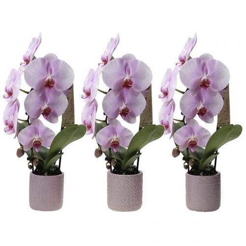 Phalaenopsis multiflora kolibri liberty 11330pib