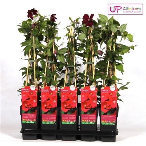 Clematis rouge cardinal