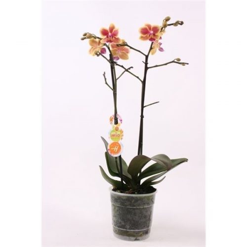 Phalaenopsis multiflora be fortune oranje