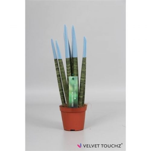 Sansevieria cylindrica spaghetti velvet svt09zk26