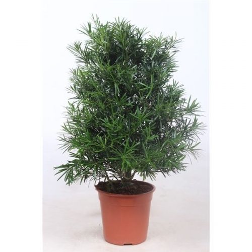 Podocarpus nivalis macrophylla