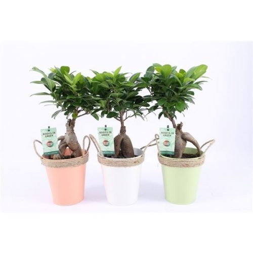 Ficus microcarpa ginseng