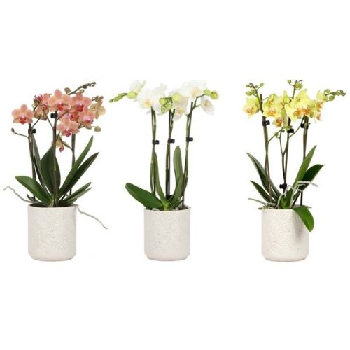 Phalaenopsis overig wit