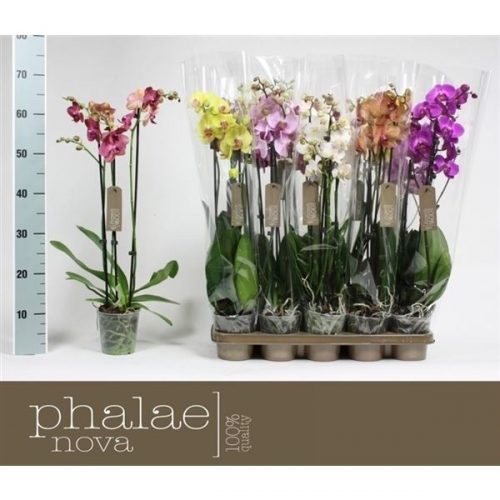 Phalaenopsis mix