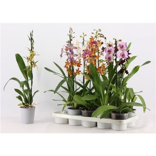 Orchideeen mix