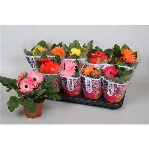 Gerbera colourgame mix basic