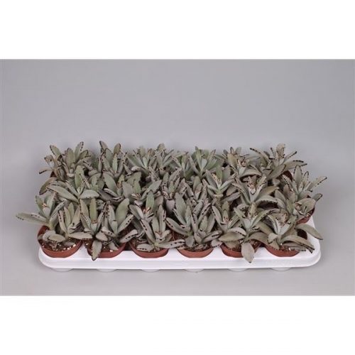 Kalanchoe tomentosa