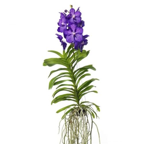 Vanda new blue