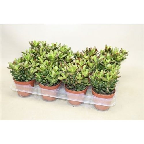 Crassula ovata gandalf