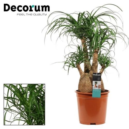Beaucarnea recurvata vertakt		-	1	-	Adet