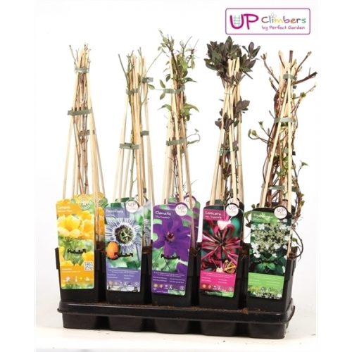 Klimplanten mix tray compleet