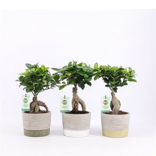 Ficus microcarpa ginseng