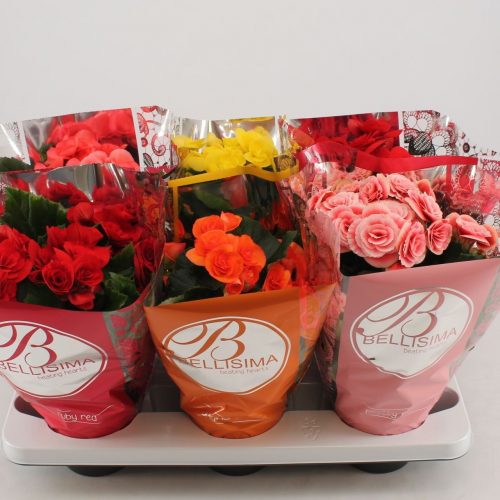 Begonia elatior du. mix