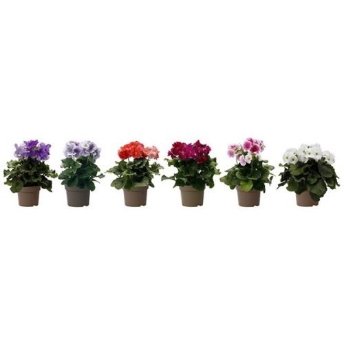 Primula obconica touch me mix