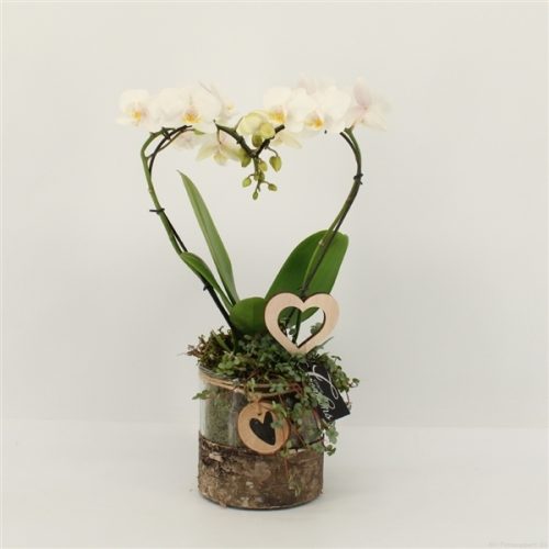 Phalrm-2003w romantic phalaenopsis	-	4	-	Adet