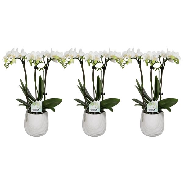 Phalaenopsis multiflora kolibri wit