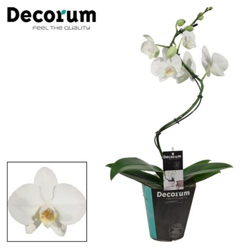 Phalaenopsis wit curvy	 1 tak 7+ 50cm	-	5	-	Adet