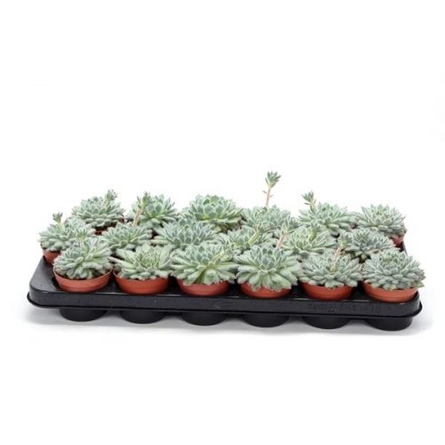 Echeveria setosa setoda505