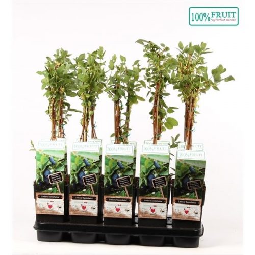 Lonicera kamtschatica