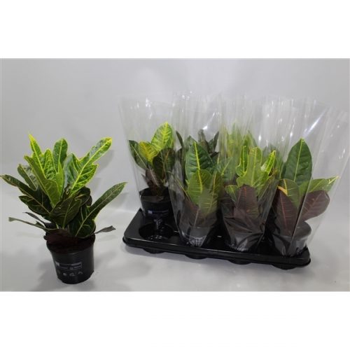 Codiaeum variegatum mix
