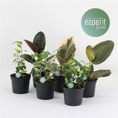 Ficus mix basic
