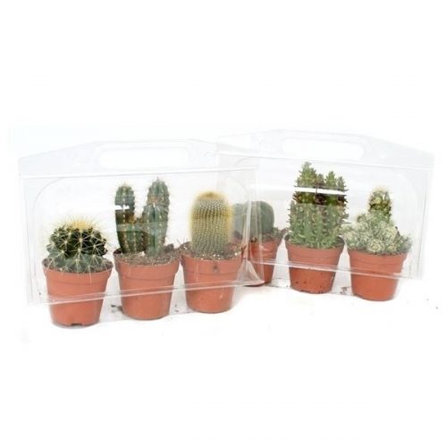 Cactus mix bs10