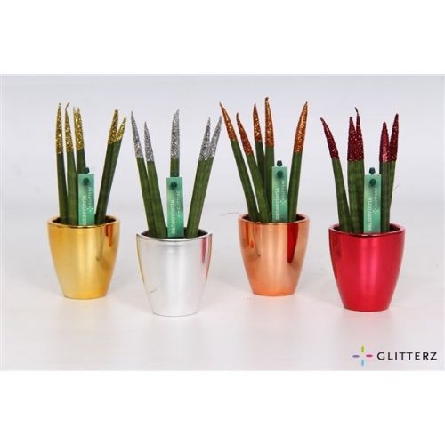 Sansevieria cylindrica spaghetti mix