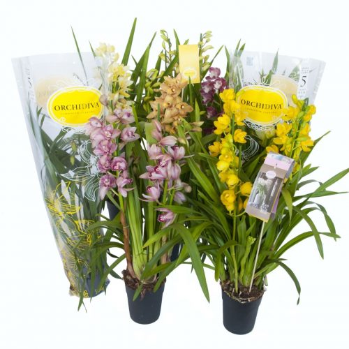 Cymbidium mix