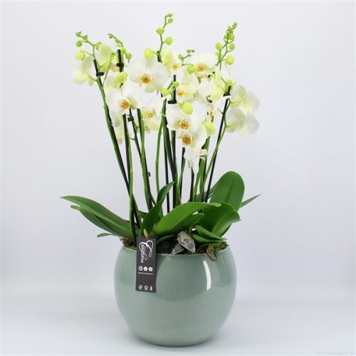 Phal-2021w phalaenopsis creatie	-	2	-	Adet