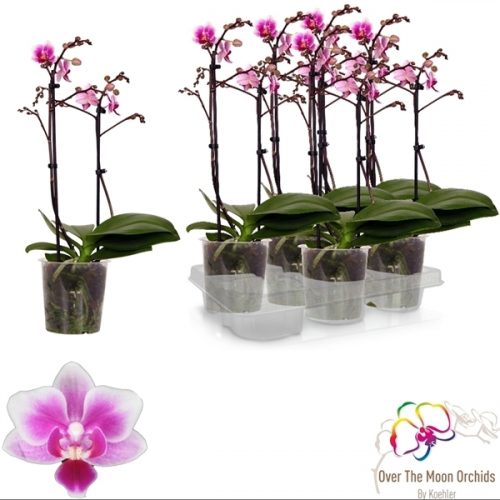 Phalaenopsis multiflora pixie