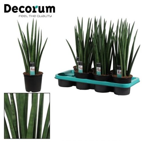 Sansevieria cylindrica rocket		-	7	-	Adet