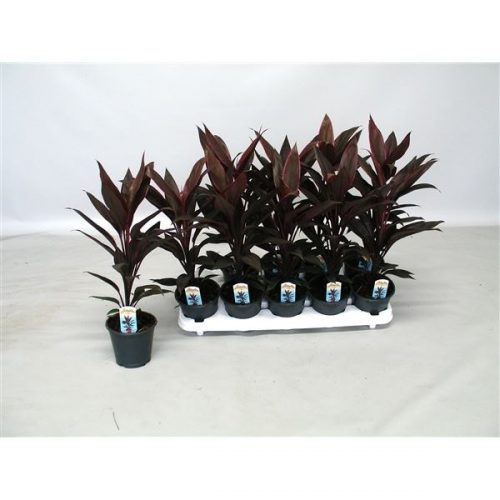 Cordyline fruticosa tango