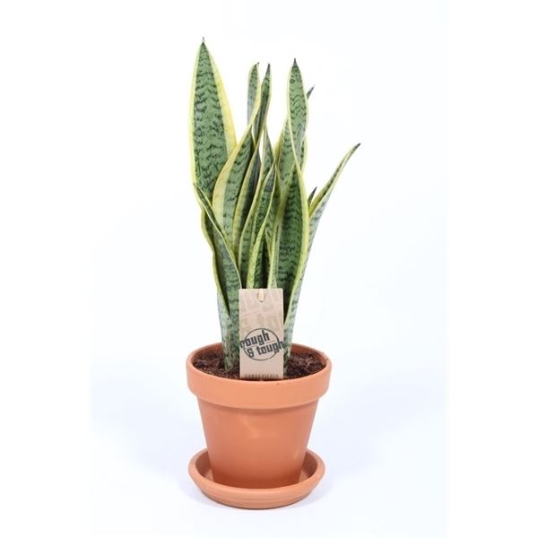 Sansevieria trifasciata laurentii 1 Sansevieria trifasciata laurentii