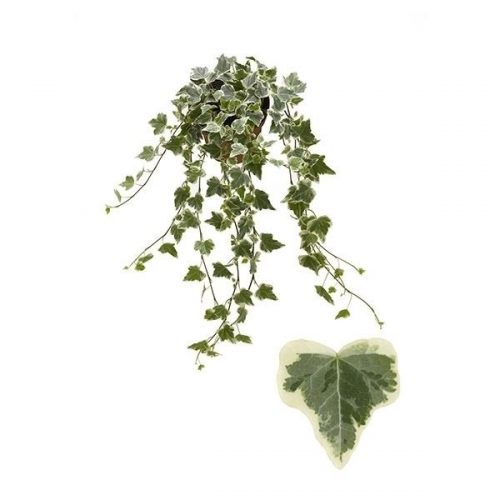 Hedera helix white wonder
