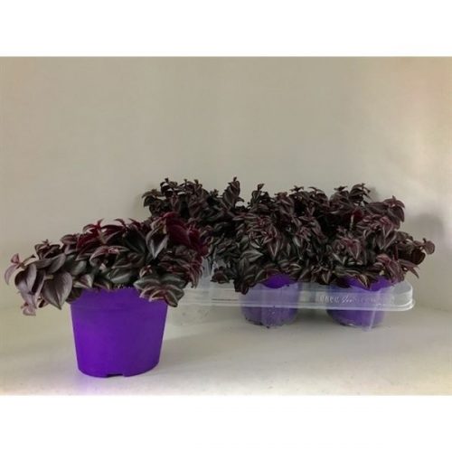 Tradescantia purple passion