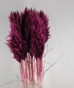 Df Pampas Paint Bordeaux - Decoratiemateriaal (h%)