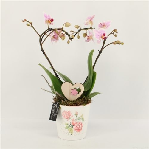 Phalrm-2002rz romantic phalaenopsis	-	6	-	Adet