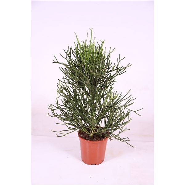 Euphorbia tirucalli 1 Euphorbia tirucalli