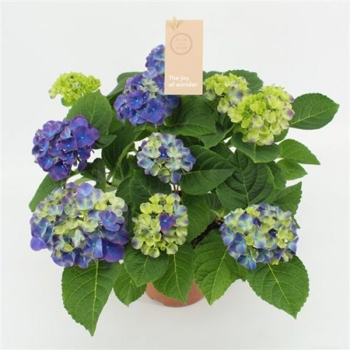 Hydrangea macr. ningbo