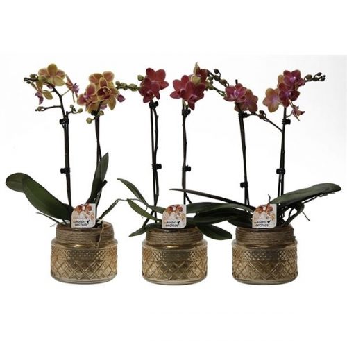 Phalaenopsis multiflora kolibri mix 12990or