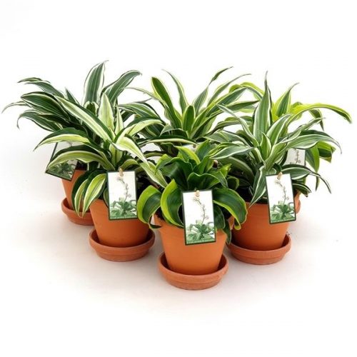 Dracaena mix 12tcmix
