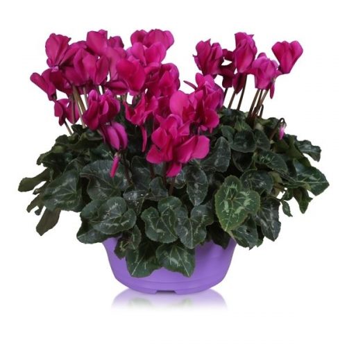 Cyclamen ton sur ton in paarse scha