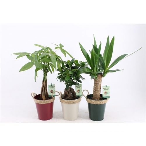 Kamerplanten jungle mix