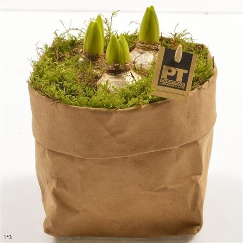 Pthcb 4748	-	8	-	Adet